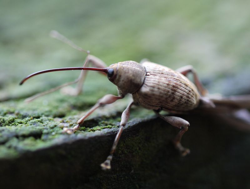 コロンとした木の玩具みたいなゾウムシ 【公式通販】
