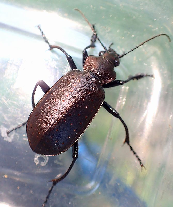 マダガスカルのカタビロオサムシ
