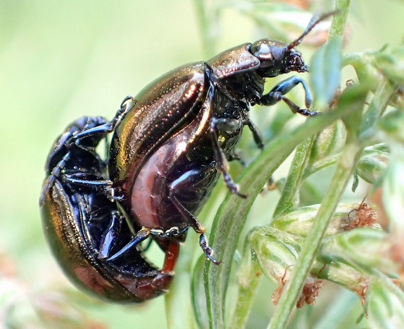 エゾカタビロオサムシの越冬前セクシーポーズ - 虫撮る人々