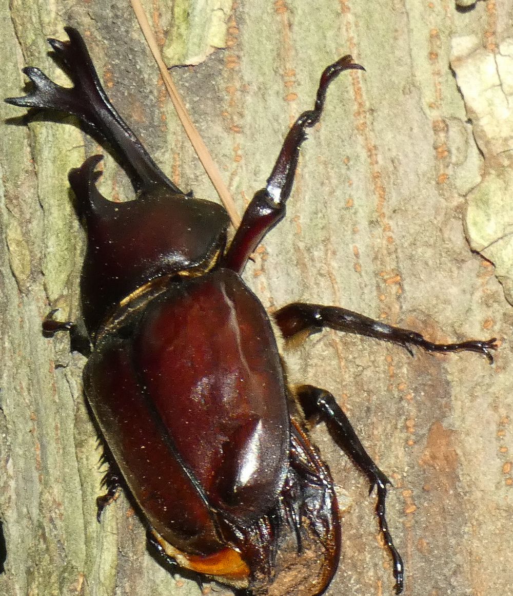 田園調布でカブトムシ探し まさか本当にいるとは 虫撮る人々 田園調布でカブトムシ探し まさか本当にいるとは 虫撮る人々
