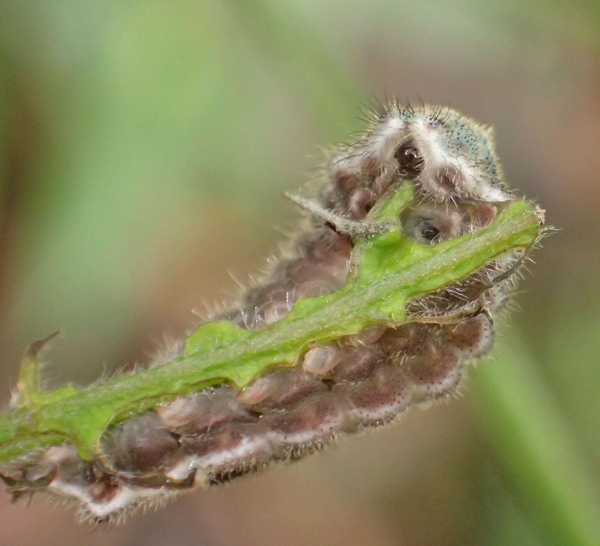 四季の森公園でオオミドリシジミ幼虫の擬態を暴く＝田園都市線「青葉台