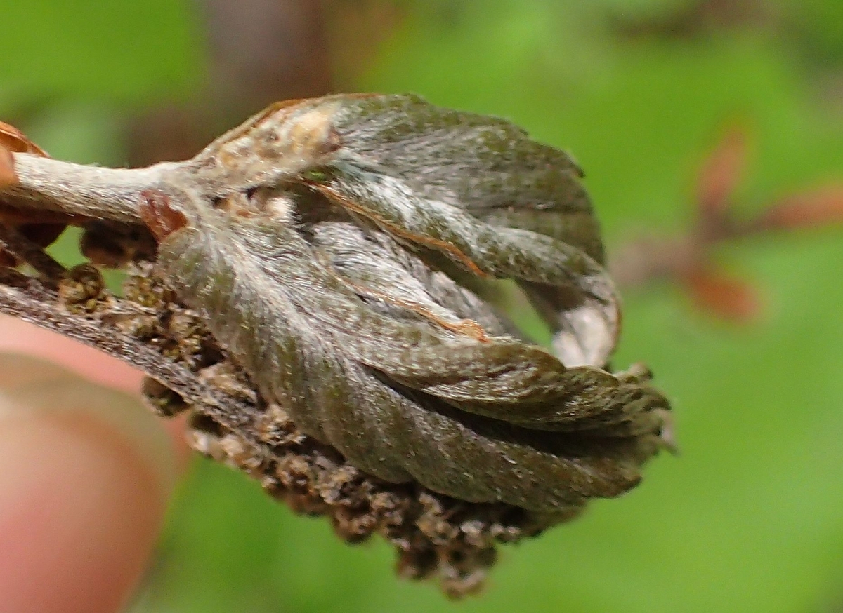 みどりむし キングバイオ/みどりむしダイエット (60粒) | おなかカンパニーROTTS