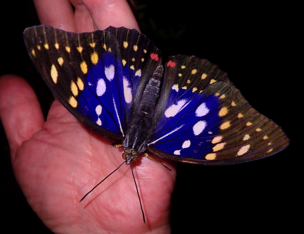 #『大山オオムラサキ行』　#国蝶 オオムラサキ - Wikipedia