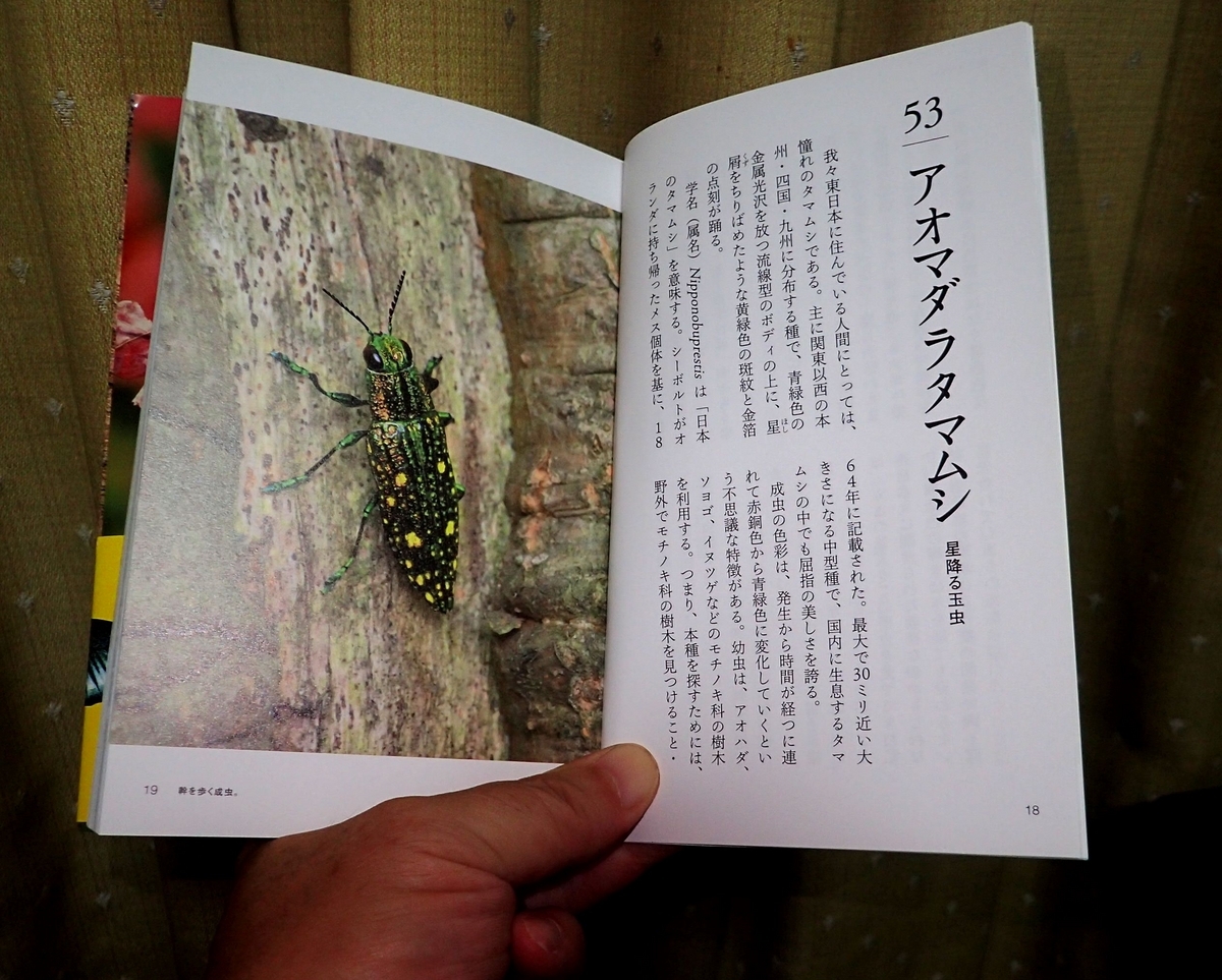 日本百名虫」は見応えと読み応えの二刀流の貴重な虫の本 - 虫撮る人々