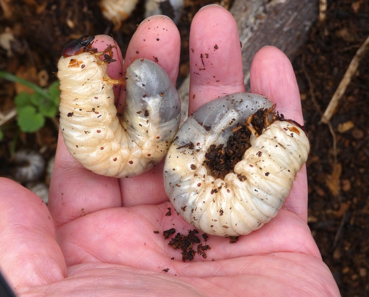 カブトムシ 幼虫 出 て くる