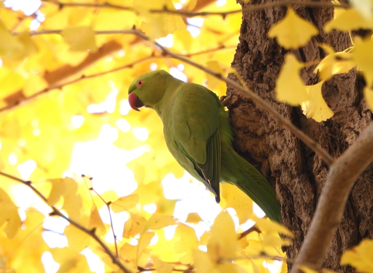 東京都心の大きな公園はどこもインコだらけに - 虫撮る人々