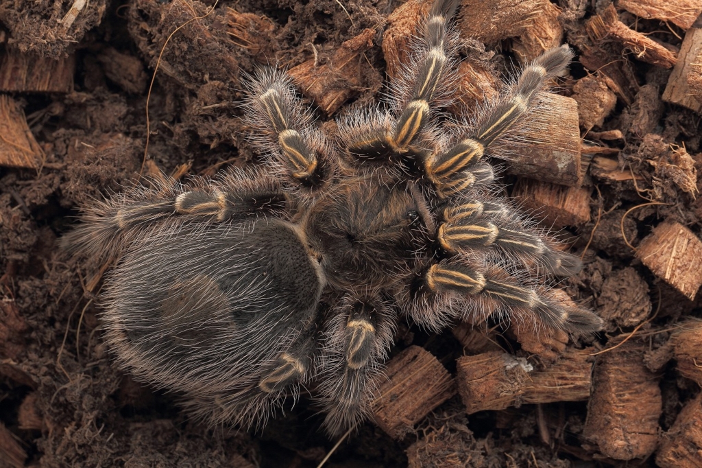 Домик для птицееда. Паук птицеед ест таракана. Белый паук птицеед. Корм для паука птицееда. Корм для птицееда.