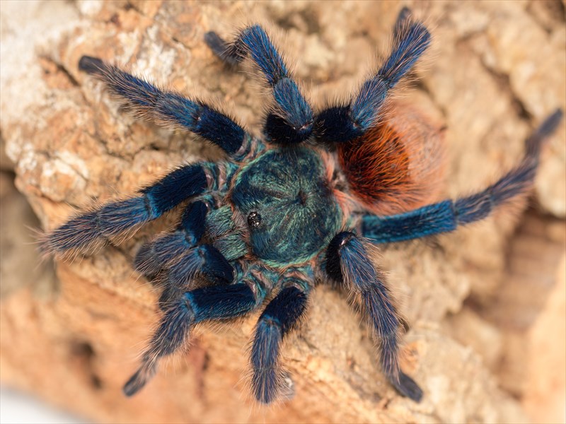 Chromatopelma cyaneopulescens male Chromatopelma cyaneopulescens male