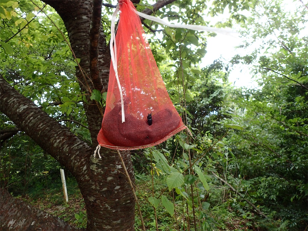 奄美大島 採取記③ - 虫さかさまの観察記