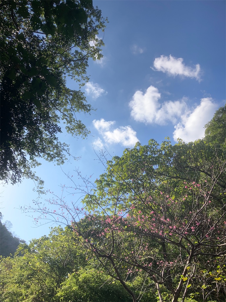 f:id:mushisakasama:20240123180819j:image