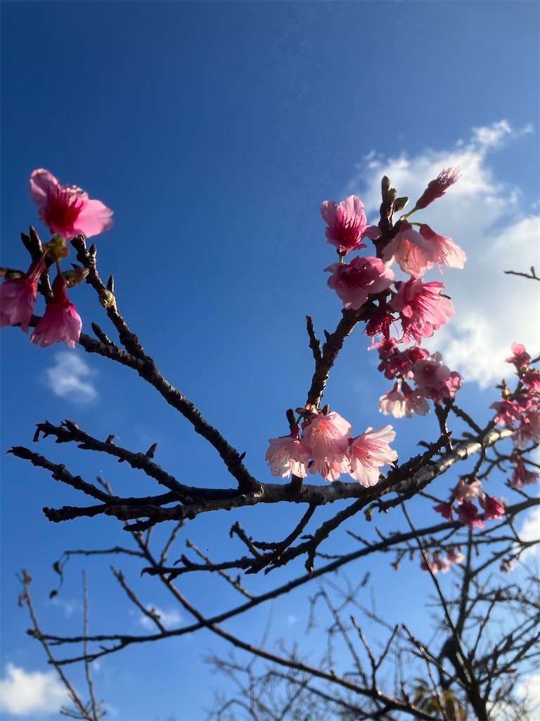 f:id:mushisakasama:20240123181715j:image