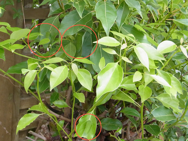 f:id:mushitomo:20160708200456j:plain f:id:mushitomo:20160708200456j:plain