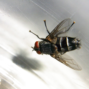 f:id:mushitomo:20160708200613j:plain f:id:mushitomo:20160708200613j:plain