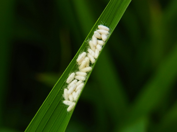 f:id:mushitomo:20160708202528j:plain f:id:mushitomo:20160708202528j:plain