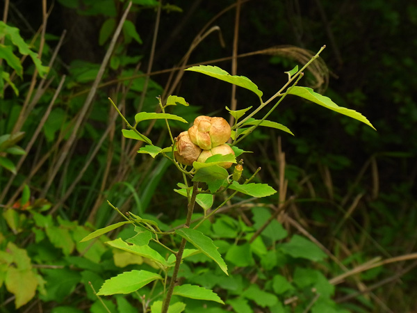 f:id:mushitomo:20160708222238j:plain f:id:mushitomo:20160708222238j:plain