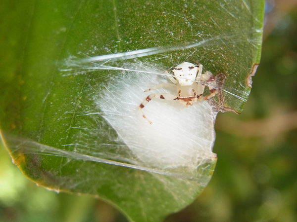 クモが好き わが子を守るお母さんグモたち 虫はともだち