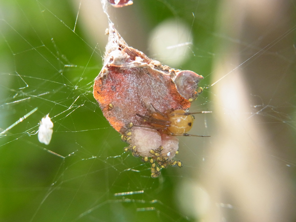クモが好き わが子を守るお母さんグモたち 虫はともだち