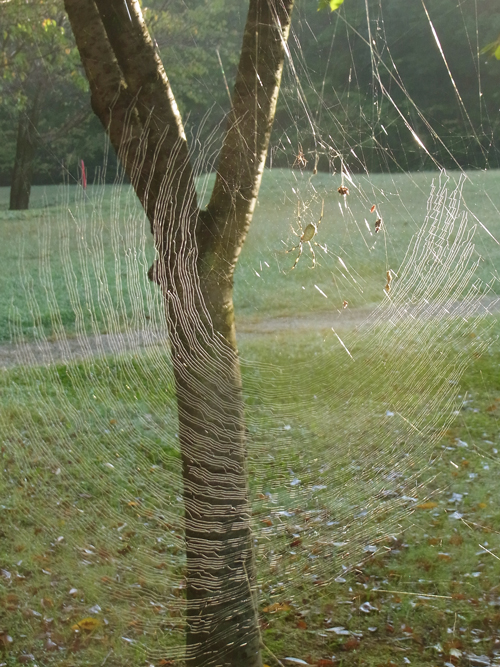 クモが好き クモの巣 クモの網もいろんな形がある 虫はともだち