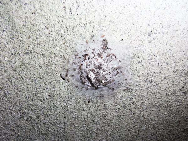 クモが好き クモの巣 クモの網もいろんな形がある 虫はともだち