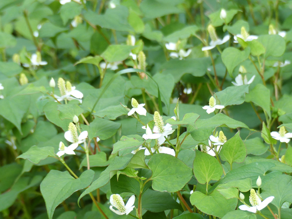 梅雨時の野草のお花畑 6月 虫はともだち 梅雨時の野草のお花畑 6月 虫はともだち