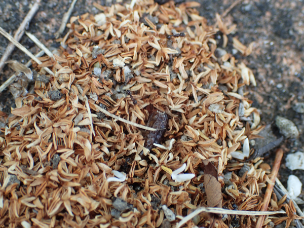 ミミズの大量死に集まるアリを観察してみた 砂かけや略奪など 虫はともだち