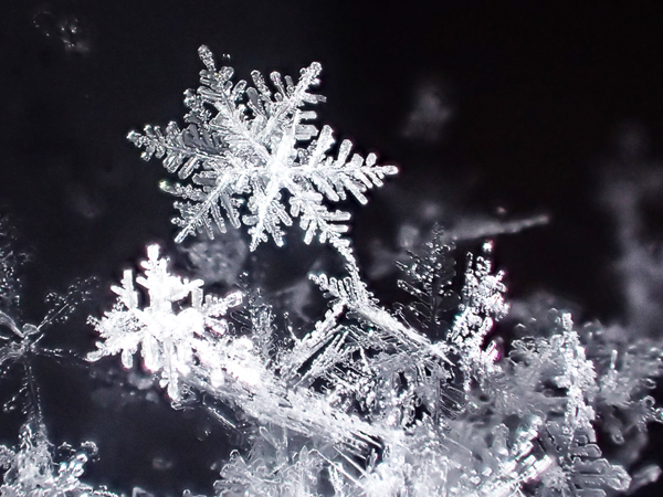 コンパクトデジカメTG-4で雪の結晶を撮影してみました - 虫はともだち