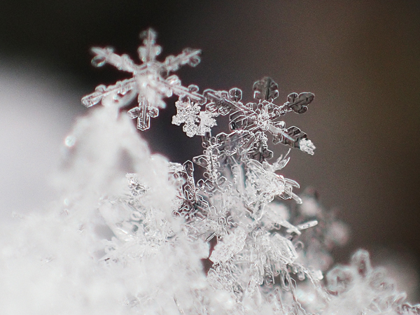 コンパクトデジカメTG-4で雪の結晶を撮影してみました - 虫はともだち