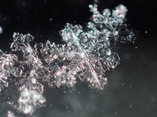 コンパクトデジカメTG-4で雪の結晶を撮影してみました - 虫はともだち