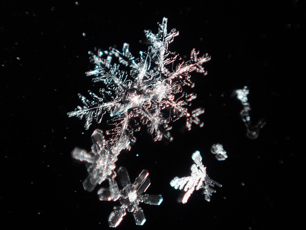 コンパクトデジカメTG-4で雪の結晶を撮影してみました - 虫はともだち