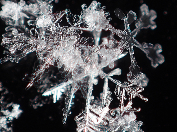 コンパクトデジカメTG-4で雪の結晶を撮影してみました - 虫はともだち