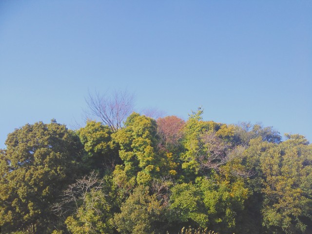 f:id:mushitora:20200329085008j:image f:id:mushitora:20200329085008j:image