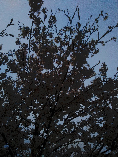 f:id:mushitora:20200429014248j:image