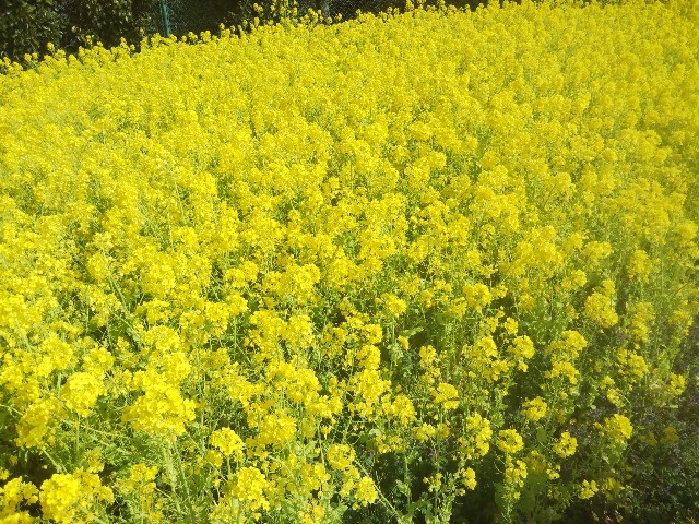 f:id:mushitora:20210404174803j:image