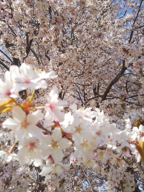 f:id:mushitora:20210417082353j:image f:id:mushitora:20210417082353j:image