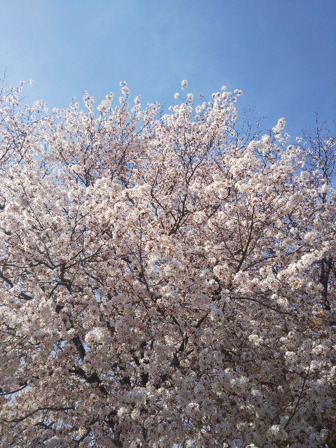 f:id:mushitora:20210424080027j:image f:id:mushitora:20210424080027j:image