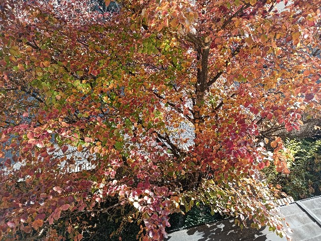 f:id:mushitora:20241221201953j:image