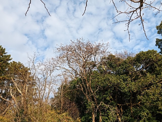 f:id:mushitora:20250119170909j:image f:id:mushitora:20250119170909j:image
