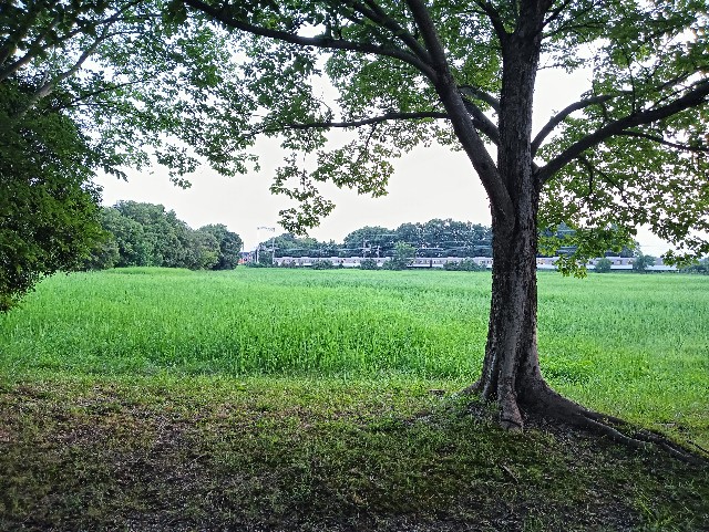 f:id:mushitora:20250821093832j:image f:id:mushitora:20250821093832j:image