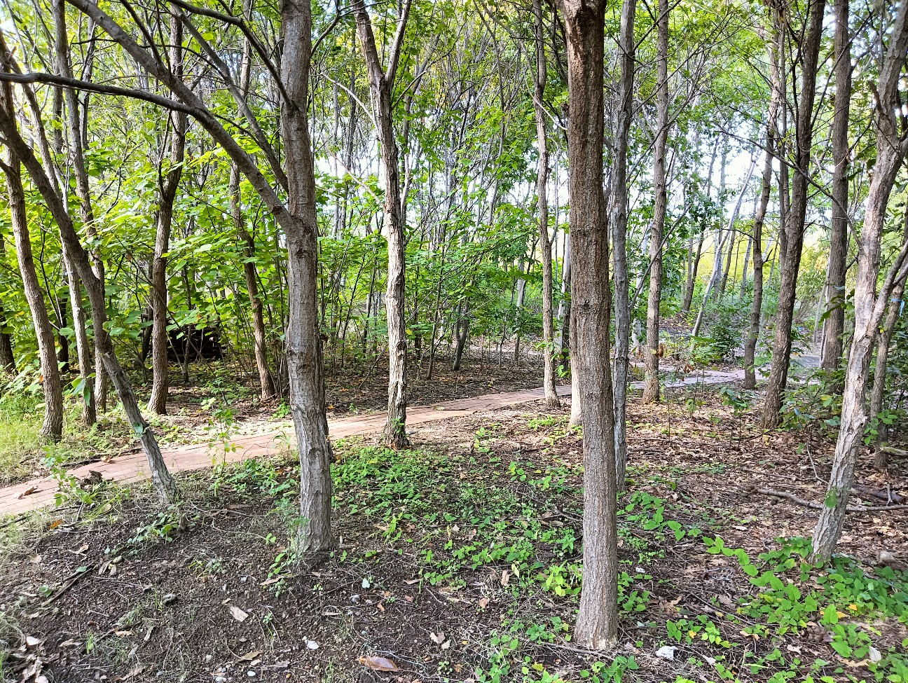 f:id:mushitora:20251121054838j:image