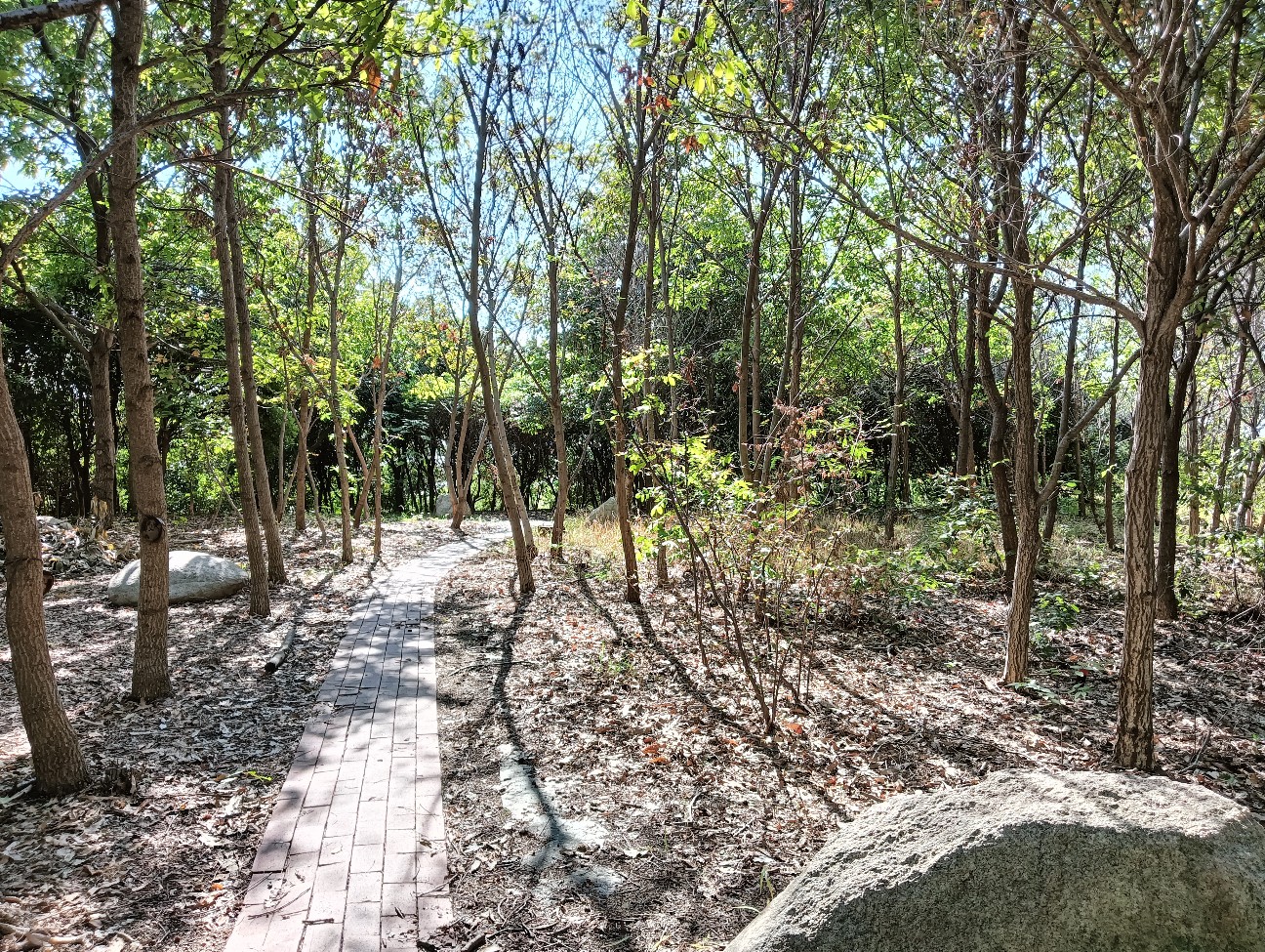 f:id:mushitora:20251124142750j:image