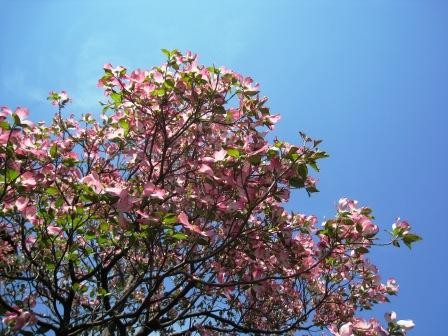 f:id:mushou:20140427135417j:image:w360 f:id:mushou:20140427135417j:image:w360