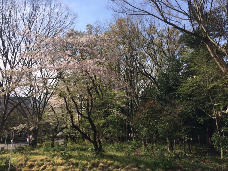 f:id:mushou:20170410153426j:image:w640 f:id:mushou:20170410153426j:image:w640