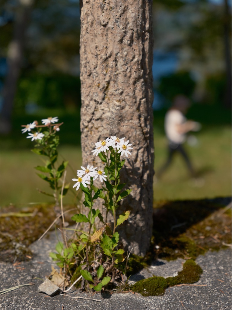 f:id:music_to_camera:20230104160007j:image