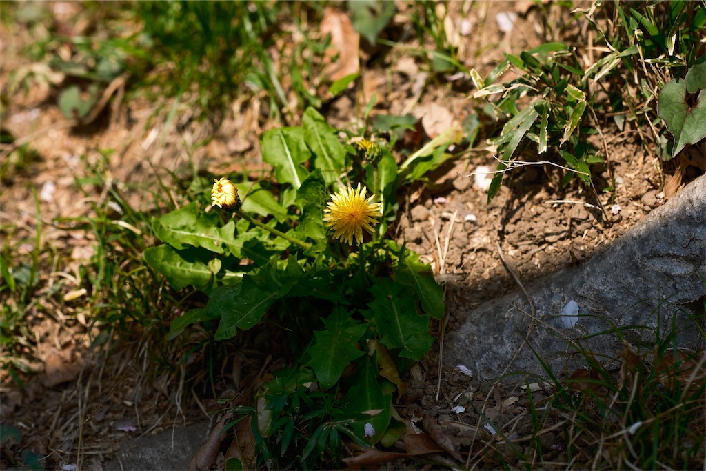 f:id:music_to_camera:20230402174728j:image