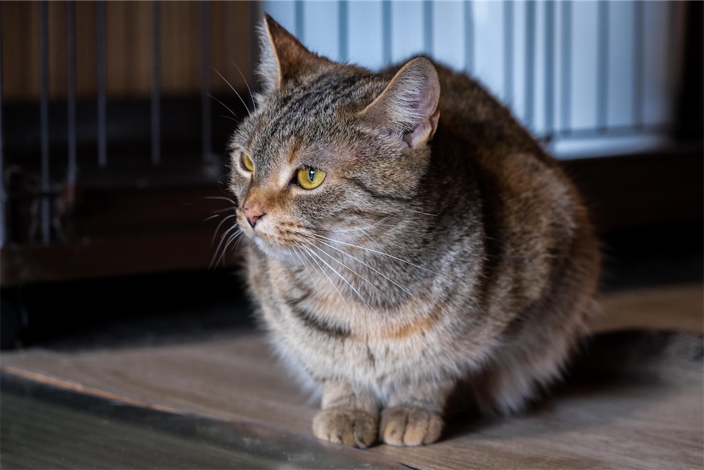 f:id:music_to_camera:20230414192627j:image