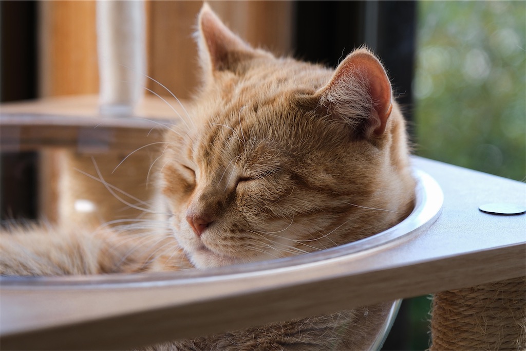 f:id:music_to_camera:20230414192631j:image