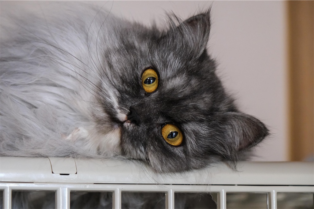 f:id:music_to_camera:20230414192639j:image