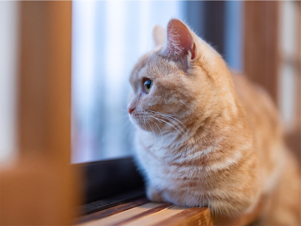 f:id:music_to_camera:20230416172816j:image