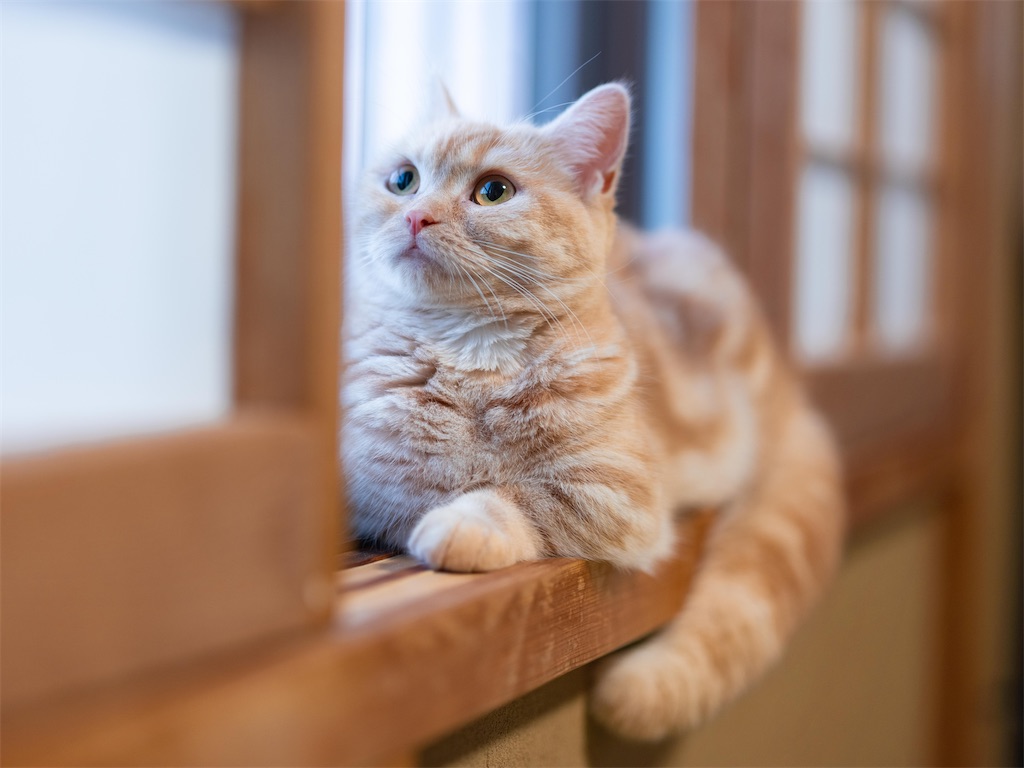 f:id:music_to_camera:20230416172824j:image