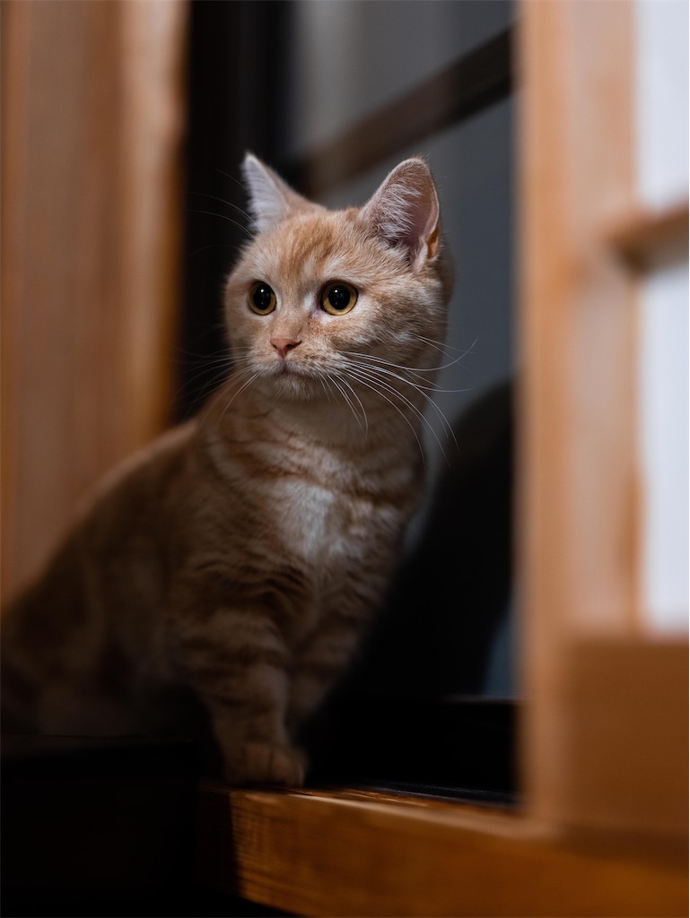 f:id:music_to_camera:20230416172828j:image